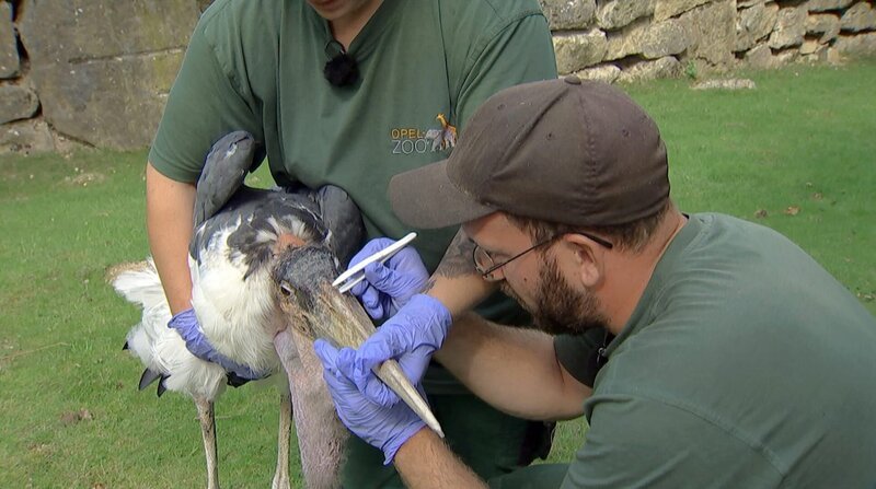 Im Opel Zoo Kronberg ist für Marabu Bubu Naseputzen angesagt. – Bild: BR/​HR