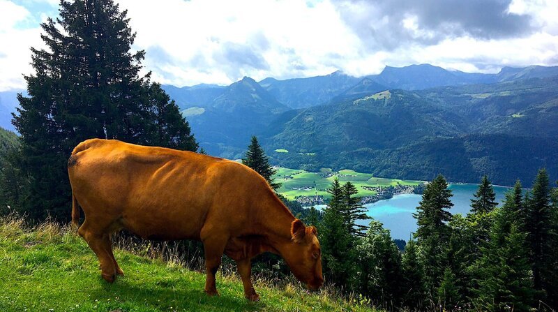 Wer eine Schönheit entdecken will, sollte nach Salzburg reisen. Barocke Altstadt, charmante Kaffeehäuser, reizende Gärten und natürlich Mozart in jeder Gasse. Das rbb Fernsehen besucht die Stadt an der Salzach und stellt auch das reizvolle Umland vor: vom Wolfgangsee über Bad Gastein bis zur Palfner Alm im Raurisertal. – Wolfgangsee. – Bild: RBB