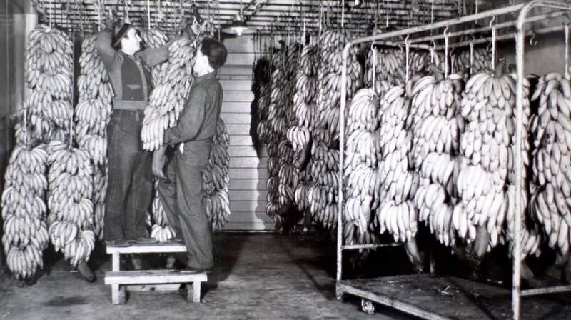 Arbeiter hängen Bananen in einer Reifekammer auf. Bis Mitte der 60er Jahre wurden Bananen in Stauden – nicht in Kartons – transportiert. – Bild: NDR/​docstation/​Greenyardfresh