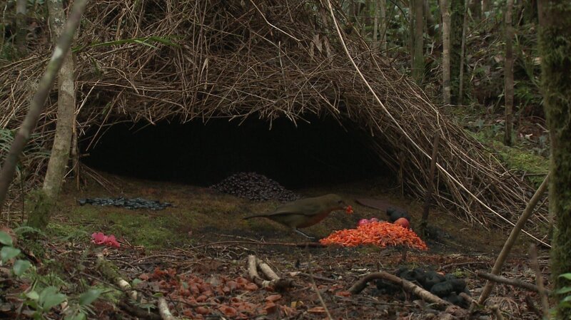 Der Hüttengärtner, so der Name dieses Vogels, vor seiner selbstgebauten Laube. Die allermeisten Arten von Laubenvögeln gibt es auf Neuguinea, einige in Australien. Der Hüttengärtner von West-Papua, dem westlichen, zu Indonesien gehörenden Teil Neuguineas, baut seine aufwendigen Gebilde inklusive der Dekoration, um Weibchen anzulocken. Überdies ist er ein begnadeter Stimmenimitator. – Bild: BR/​Pauli Hien