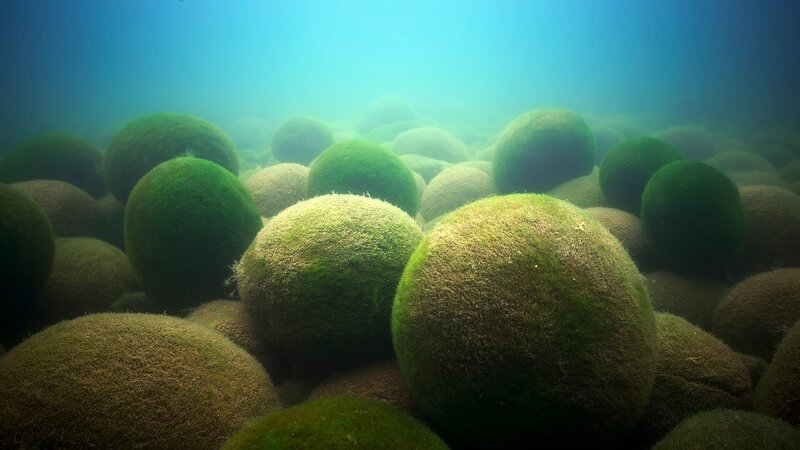 Die Grünalge Aegagropila Iinnaei bildet verschiedene Wuchsformen aus, unter anderem Kugeln, die in Japan in riesigen Mengen auftreten und „Marimo“ genannt werden. – Bild: ZDF und Joao Paulo Krajewski