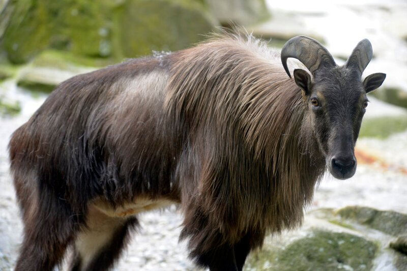 Im Zoo Berlin leben verschiedene asiatische Steinbockarten, die auf drei imposanten Felsenanlagen ein neues zu Hause gefunden haben. Im Bild: Ein Himalaya-Tahr-Bock im Zoo Berlin. – Bild: Thomas Ernst /​ BR, rbb
