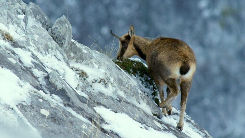 Gämse bei der Futtersuche im Winter – Bild: HRT