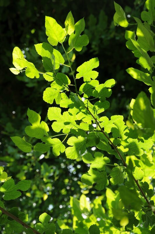Bäume für Jeden – Alteingesessen oder Neuankömmling? – Bild: BR