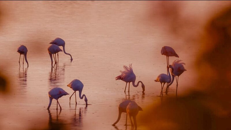 Flamingos am Tagliamento. – Bild: ORF/​Ranfilm