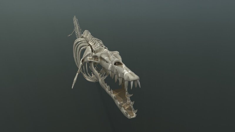 Ein computergeneriertes Bild aus der Episode „Secrets of the Terror Whale“ zeigt das Skelett eines Terrorwals. – Bild: National Geographic /​ Disney