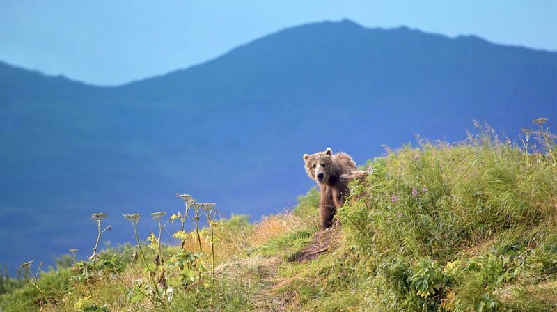 Das berühmteste Tier der Inselgruppe: Der Kodiakbär wurde nach dem Archipel benannt, er ist neben dem Eisbären das größte Landraubtier der Welt. – Bild: NDR/​Ralf Biehler