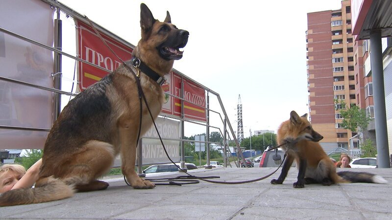 Die vier Monate alte Rotfüchsin Wilja fühlt sich in einer Stadtwohnung wohl. Sie hat ein aktives, neugieriges Wesen und ist mit Irina und dem Schäferhund Kiwa gerne auf Entdeckungstouren in der Umgebung unterwegs. – Bild: BR