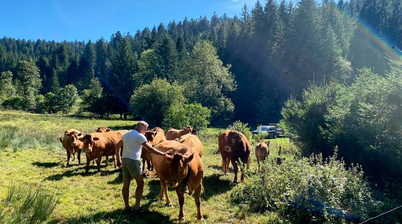 Kühe auf einer Wiese. – Bild: phoenix/​ZDF