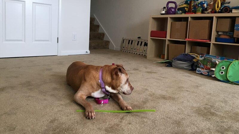 Summer laying in her forever home at the home check. – Bild: TLC