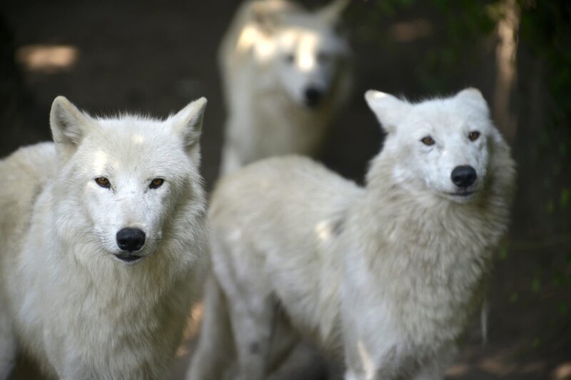Die Polarwölfe des Zoo Berlin. – Bild: BR/​rbb/​Thomas Ernst