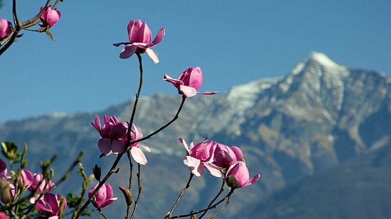 Blumen vor Bergkulisse – Bild: ZDF/​SRF/​Alexandra Sailer