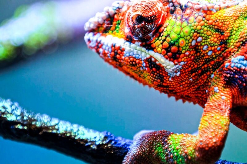 Chameleon – Bild: TVonly