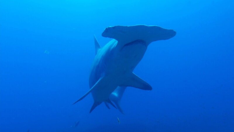 Der Anblick des Großen Hammerhais fasziniert auch Wissenschaftler, die noch immer nach einer abschließenden Begründung für die seltsame Kopfform suchen. – Bild: CuriosityStream