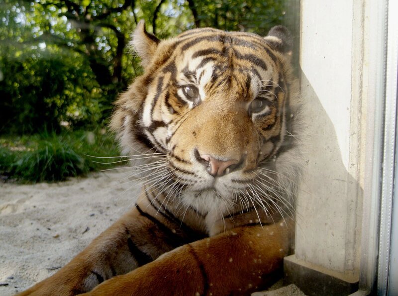 Tiger Iban. – Bild: BR/​HR/​Petra Bruder