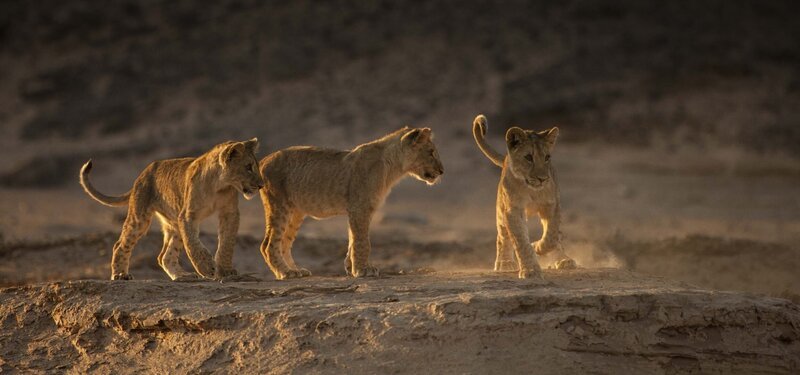 Drei weibliche Wüstenlöwenbabys beim spielen. – Bild: ORF/​Into Nature Productions/​Will Steenkamp