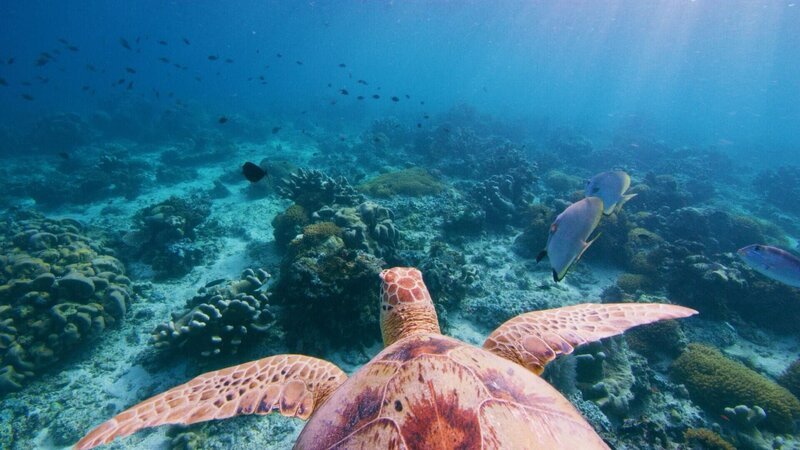 Schildkröte schwimmt im Meer – Bild: MMXX Shark Bay Films Schildkröte schwimmt im Meer – Bild: MMXX Shark Bay Films