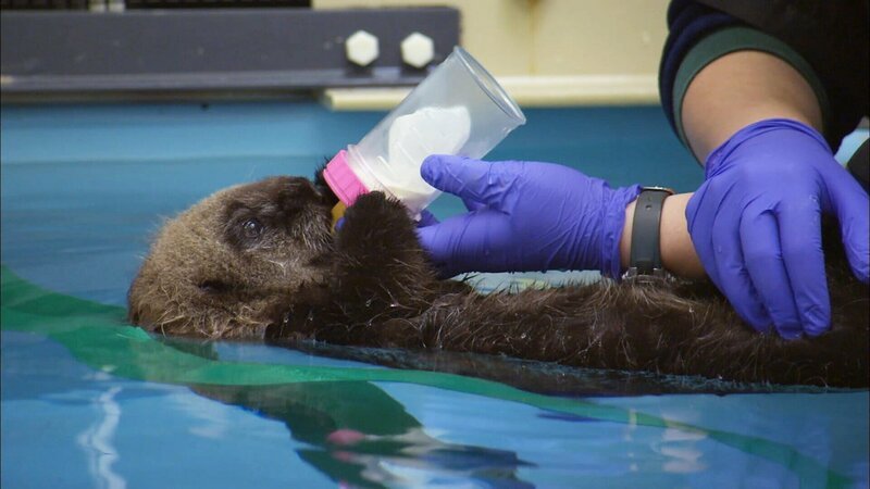 Baby-Seeotter wird mit Flasche gefüttert. – Bild: SRF/​Längengrad Filmproduktion