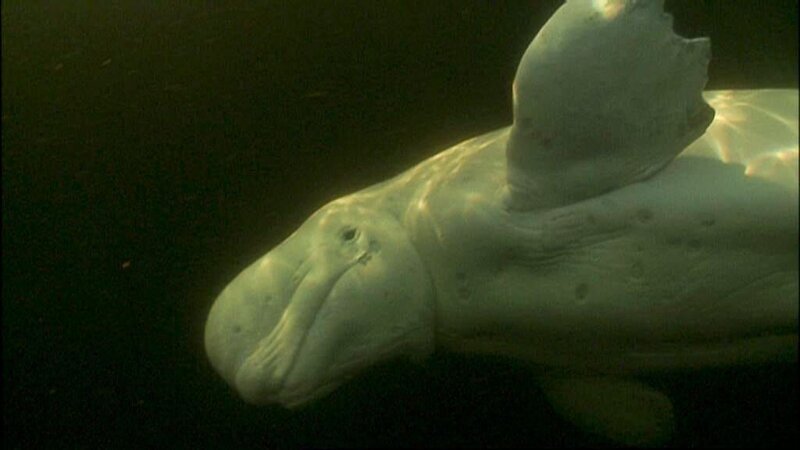 Belugas haben eine bis zu 15 cm dicke Haut. – Bild: ORF/​BR