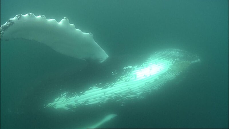 Buckelwale fressen bis zu 2 Tonnen am Tag. – Bild: ORF III