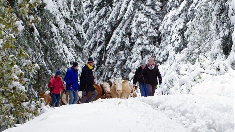 Almabtrieb nach frühzeitigem Wintereinbruch. – Bild: ORF/​Vizualize