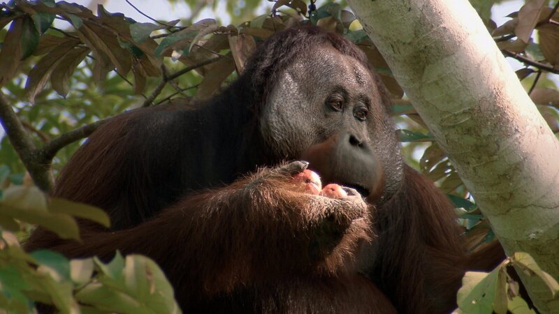 Gute Nachrichten vom Planeten – Wie wir Wälder retten Auf Borneo schützt die Forstbehörde Orang-Utans. – Bild: SRF/​Längengrad Filmproduktion
