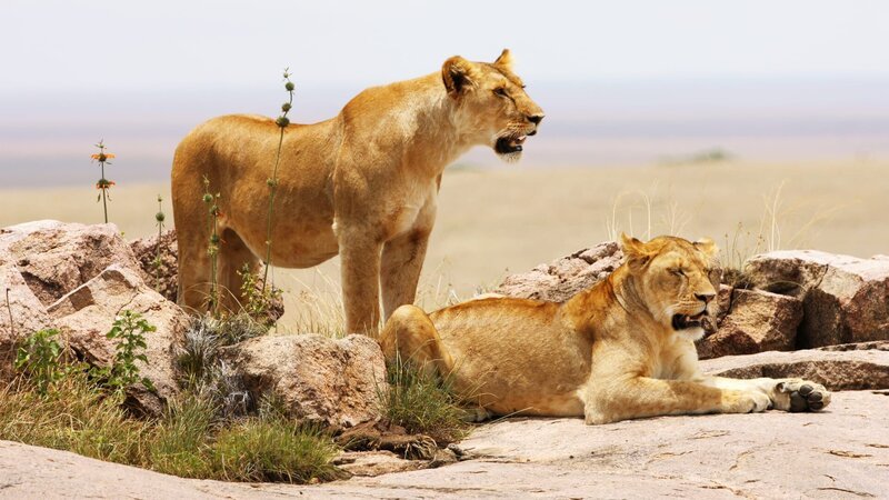 Lionesses. – Bild: CuriosityStream Inc.