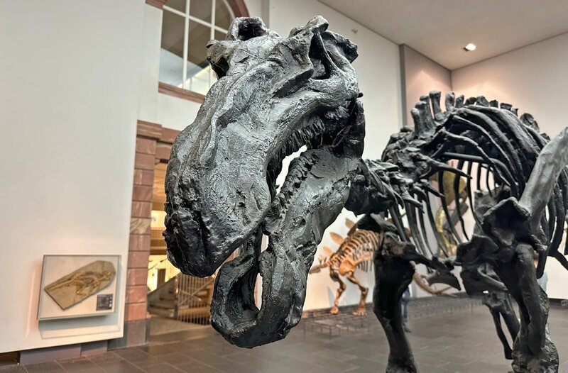 Dino im Senckenberg Museum in Frankfurt am Main. – Bild: HR/​Friso Richter