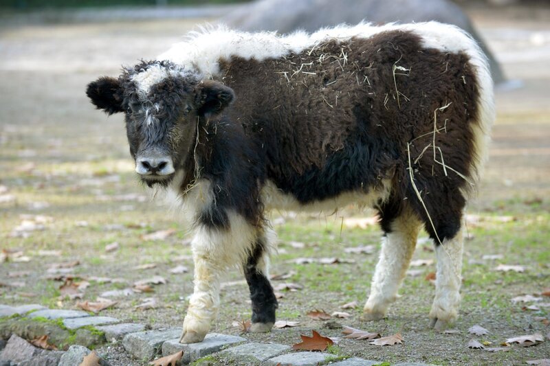 Yak-Jungtier im Zoo Berlin. – Bild: Thomas Ernst /​ BR, rbb