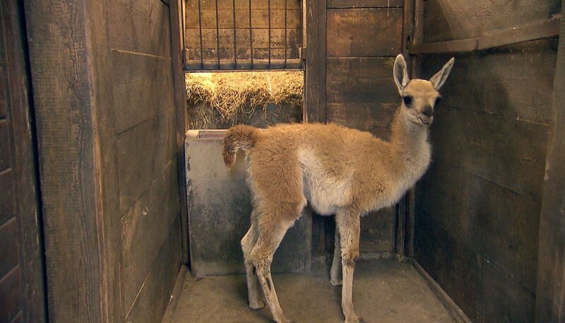 Das Guanako-Kind Loki im Tierpark Berlin. – Bild: rbb
