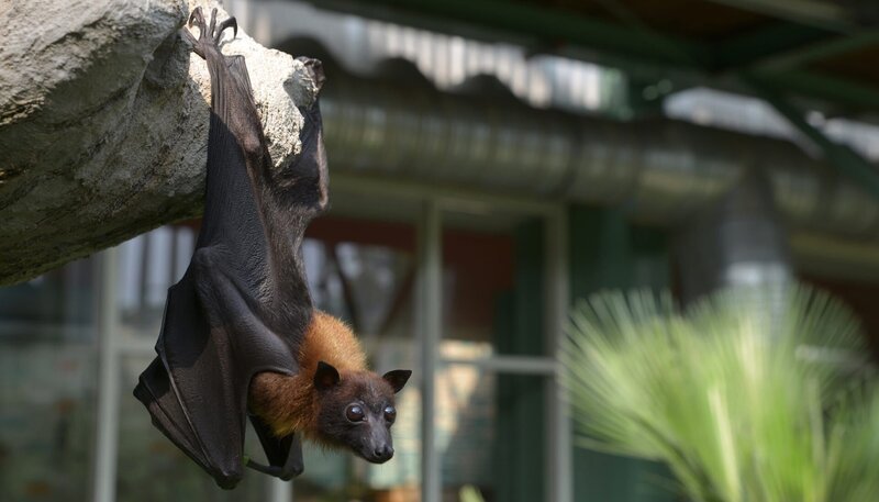 Flughund Timmi im Tierpark Berlin. – Bild: rbb/​Thomas Ernst