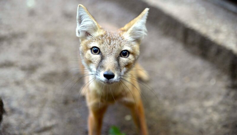 Zoo Berlin: Im Raubtierhaus sollen die Jungtiere der Steppenfüchse gegen Tollwut geimpft werden. Dafür müssen die Füchse ihnen erst mal ins Netz gehen. – Im Bild: Junger Steppenfuchs. – Bild: Thomas Ernst /​ BR, rbb