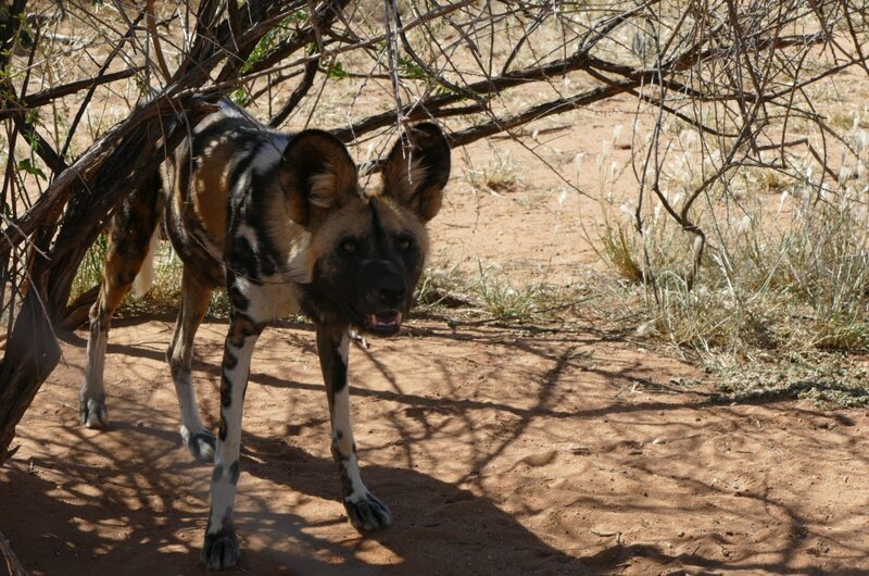 Der Afrikanische Wildhund heißt unter Wissenschaftlern „Bunter Wolf“. Das liegt an seinem gefleckten Fell. – Bild: BR/​TEXT + BILD Medienproduktion GmbH & Co. KG.