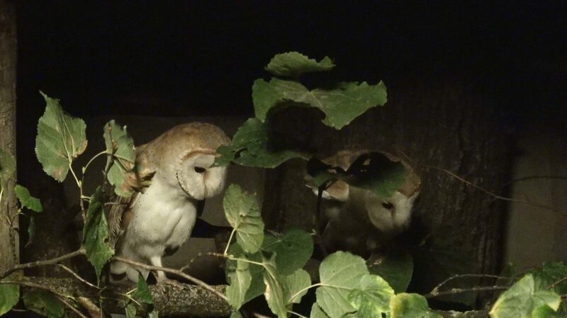 Schleiereulen jagen nachts. – Bild: BR