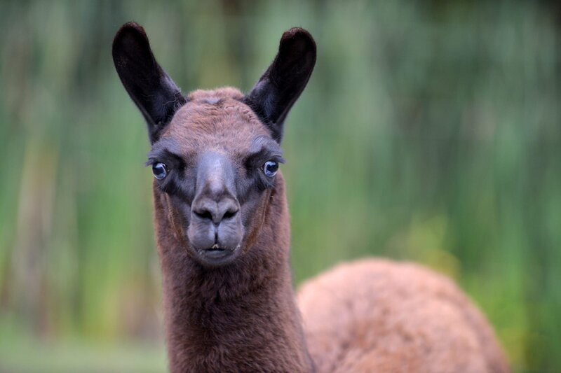 Das Lama-Junges Dark Angel im Tierpark Berlin. – Bild: BR/​rbb/​Thomas Ernst