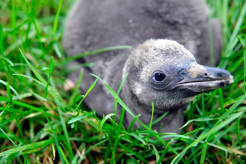 Im Tierpark Berlin wird der junge Humboldt-Pinguin Maipo für eine Federentnahme aus dem Nest geholt: Die Federprobe soll Gewissheit geben über sein Geschlecht. – Bild: rbb/​Thomas Ernst