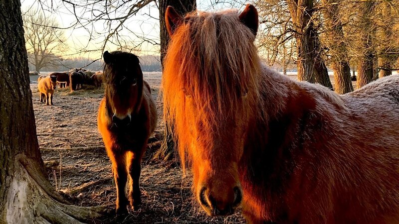 Elfa und ihre Islandpferde 5 – Bild: rbb/​Starship