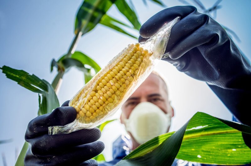 Landwirtschaftsinspektor kontrolliert Nutzpflanzen. Greenpeace und die Gentechnik – Ideologie statt Fakten? – Bild: SWR/​Getty (iStock)