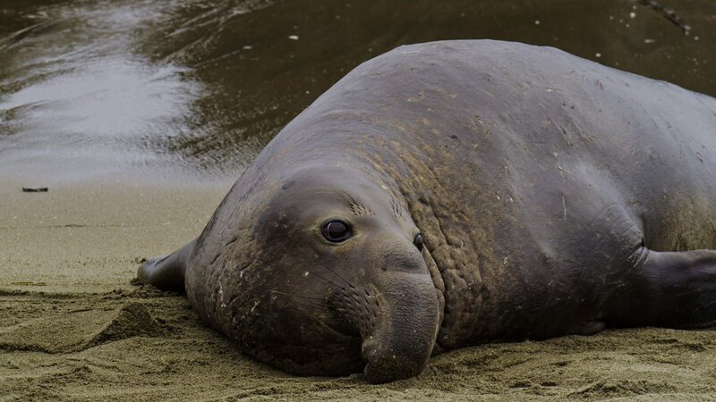 Nur einmal im Jahr verlassen See-Elefanten-Kühe das Wasser, um an Land zu gehen und ihre Jungen zu bekommen. – Bild: Getty Images/​Blue Ant International Limited