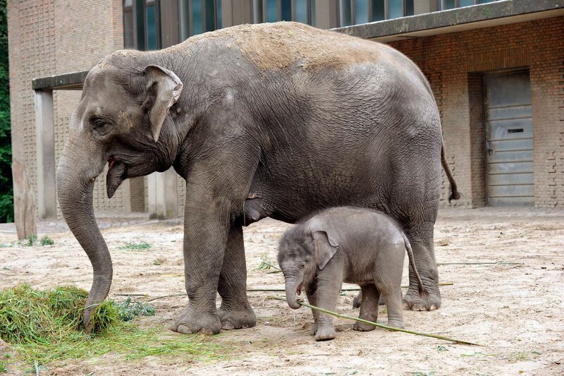 Im Zoo ist Elefanten-Dame Pang Pha zum vierten Mal Mutter geworden! Schon wenige Tage nach der Geburt darf Tochter Anchali mit auf die große Außenanlage. – Bild: rbb/​Thomas Ernst