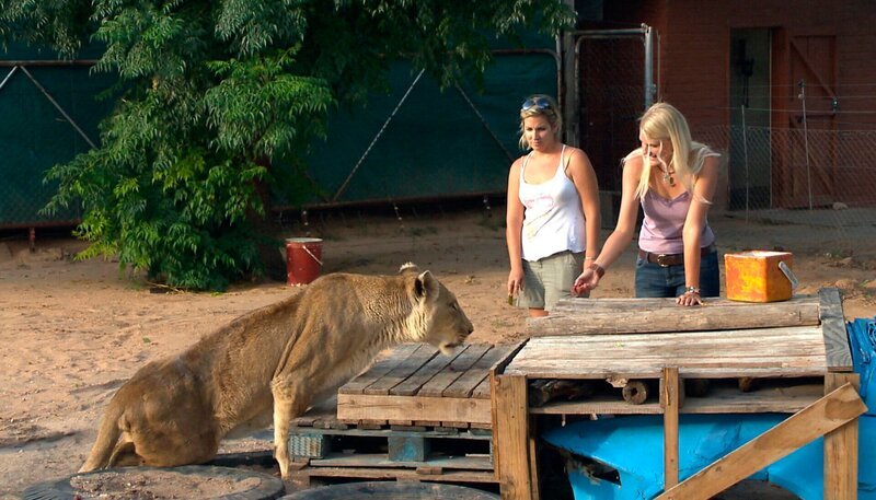 Diese Löwendame hat eine Rückenverletzung und Annika macht mit ihr Großkatzen – Gymnastik! – Bild: SWR/​Harald Pokieser