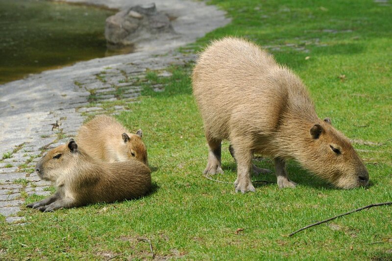 Die Wasserschwein-Dame Elena hat zwei Junge bekommen. Heute darf sie mit ihren beiden Töchtern ins Freie. – Bild: rbb/​Thomas Ernst