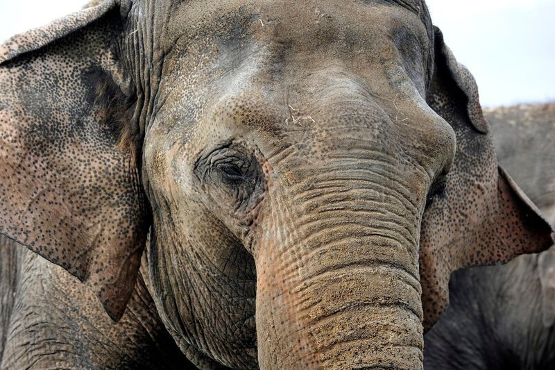 Asiatischer Dickhäuter im Tierpark Berlin. – Bild: rbb/​Thomas Ernst