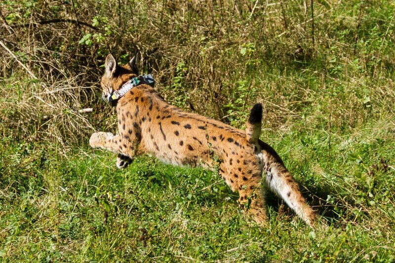 Der eurasische Luchs wird wieder in die Wildnis freigelassen – Bild: NatGeo