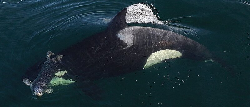 Robben gehören auf den Speiseplan der Transient Orcas. – Bild: ORF/​Doclights GmbH/​NDR Naturfilm/​Florian Graner