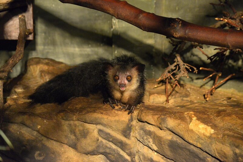 Das Fingertier-Weibchen Zanvie im Zoo Berlin. – Bild: rbb/​Thomas Ernst