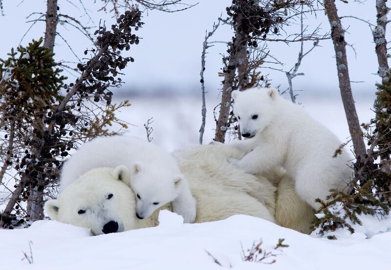 Wie alle Jungtiere sind auch Eisbären-Babys sehr verspielt. – Bild: NDR/NDR/Thorsten Milse Wie alle Jungtiere sind auch Eisbären-Babys sehr verspielt. – Bild: NDR/NDR/Thorsten Milse