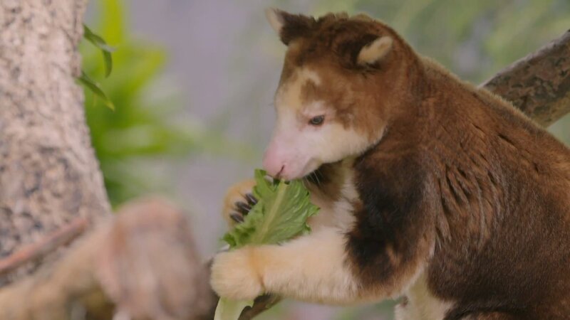 Bild: Animal Planet