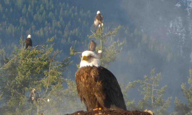An die 200 Weißkopfseeadler treffen sich ein Mal im Jahr am Squamish River. Honorarfrei lediglich für Ankündigungen und Veröffentlichungen im Zusammenhang mit obiger BR-Sendung bei Nennung: Bild: BR/Angelika Sigl. Andere Verwendungen nur nach entsprechender vorheriger schriftlicher Vereinbarung mit dem BR-Bildarchiv, Tel. 089 / 5900 3040, Fax 089 / 5900 3284, Mail Pressestelle.Foto@brnet.de – Bild: BR/Angelika Sigl An die 200 Weißkopfseeadler treffen sich ein Mal im Jahr am Squamish River. Honorarfrei lediglich für Ankündigungen und Veröffentlichungen im Zusammenhang mit obiger BR-Sendung bei Nennung: Bild: BR/Angelika Sigl. Andere Verwendungen nur nach entsprechender vorheriger schriftlicher Vereinbarung mit dem BR-Bildarchiv, Tel. 089 / 5900 3040, Fax 089 / 5900 3284, Mail Pressestelle.Foto@brnet.de – Bild: BR/Angelika Sigl
