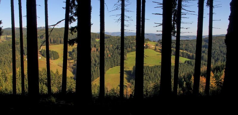 Herbstwald in der Waldheimat. – Bild: ORF